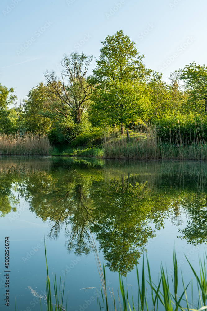 Fototapeta premium reflection of trees in the water