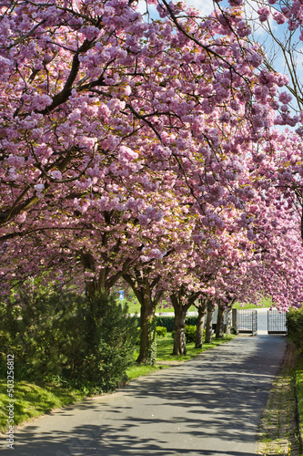 Zierkirschen Blüte