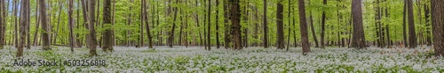 Fototapeta Naklejka Na Ścianę i Meble -  View over a piece of forest with dense growth of white flowering wild garlic