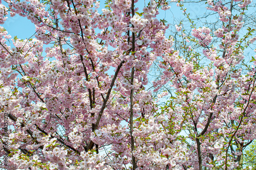 cherry blossoms against the blue spring sky
