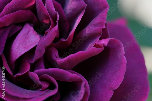 Wallpaper Mural バラ Torontodigital.ca