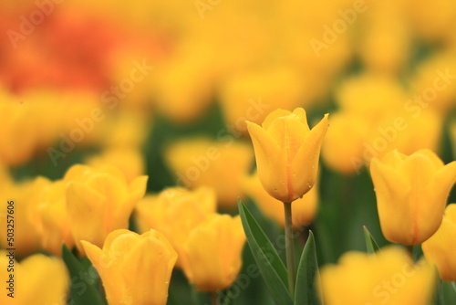 Fotografía a shooting of Tulipa, Freeman bloom in a garden in April