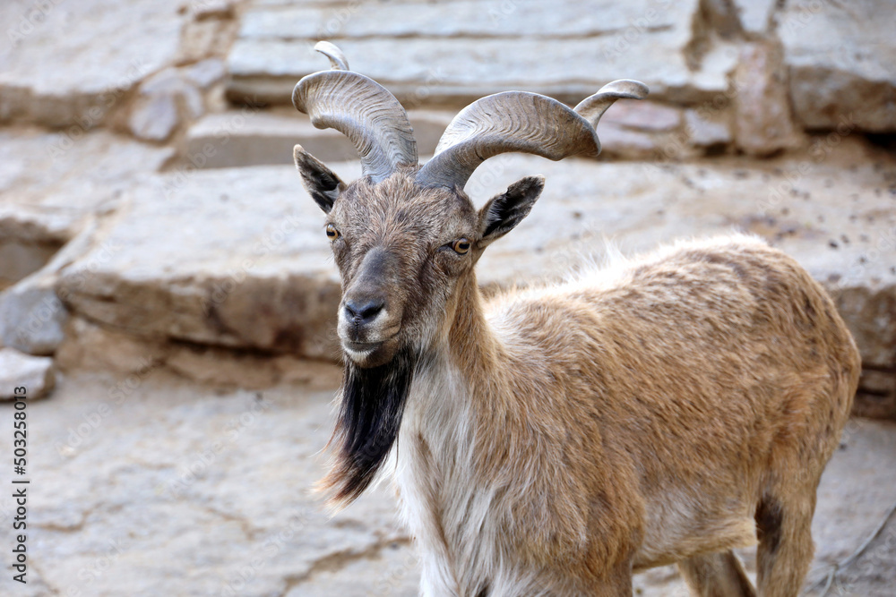 Turkmenian markhor standing on mountain rocks, also known as Tajik screw horny goat (Capra falconeri heptneri) Turkmenian markhor standing on mountain rocks, also known as Tajik screw horny goat (Capra falconeri heptneri)