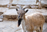 Turkmenian markhor standing on mountain rocks, also known as Tajik screw horny goat (Capra falconeri heptneri)