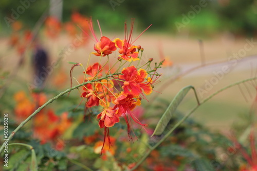 Red royal poinciana flowers blooming