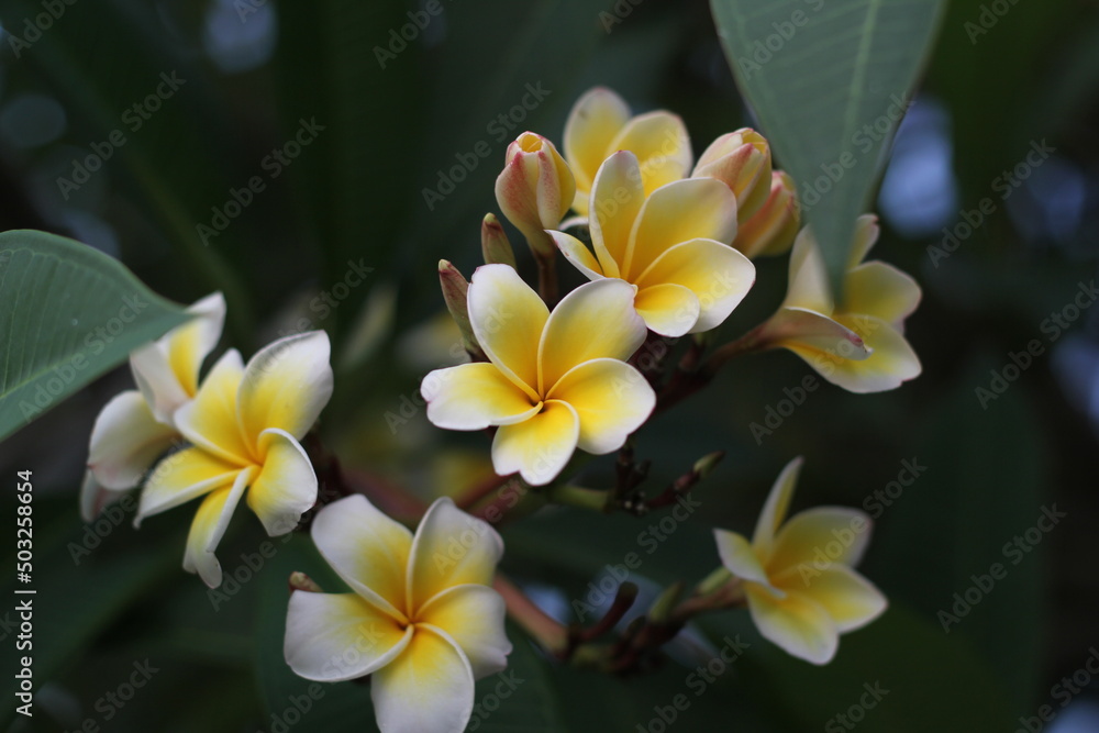 White plumeria flowers blooming on the tree White plumeria flowers blooming on the tree