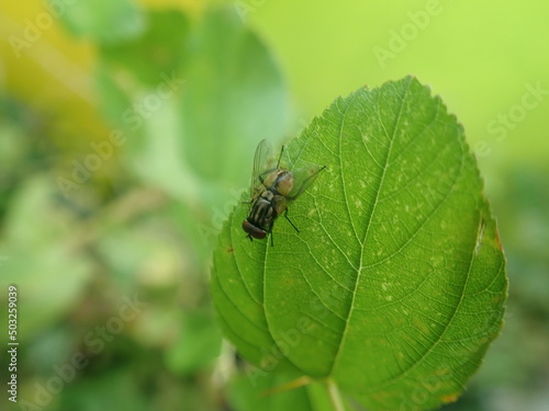 The housefly (Musca domestica) perched on green leaves with blur background. It is a fly of the suborder Cyclorrhapha. Most common fly species found in houses.