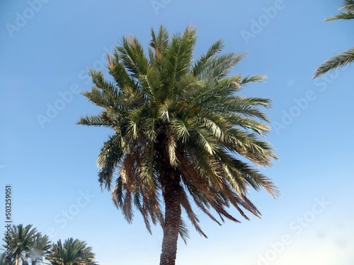 Palm beach with sea view and mountain