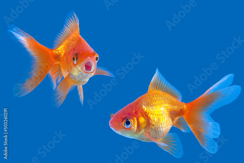 golden fish in water on isolated blue background