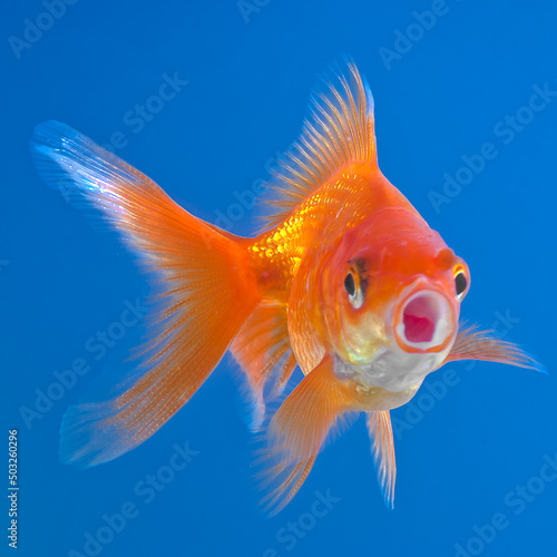 golden fish in water on isolated blue background