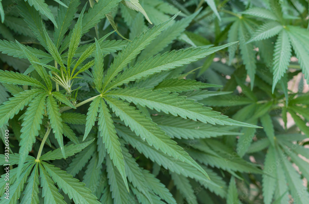 organic cannabis background herb cultivation on the farm organic cannabis background herb cultivation on the farm