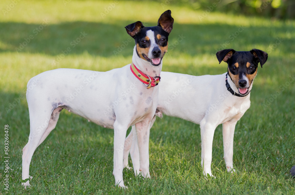 jack russell terrier puppy