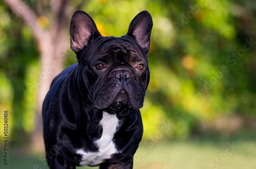 french bulldog portrait © Pablo