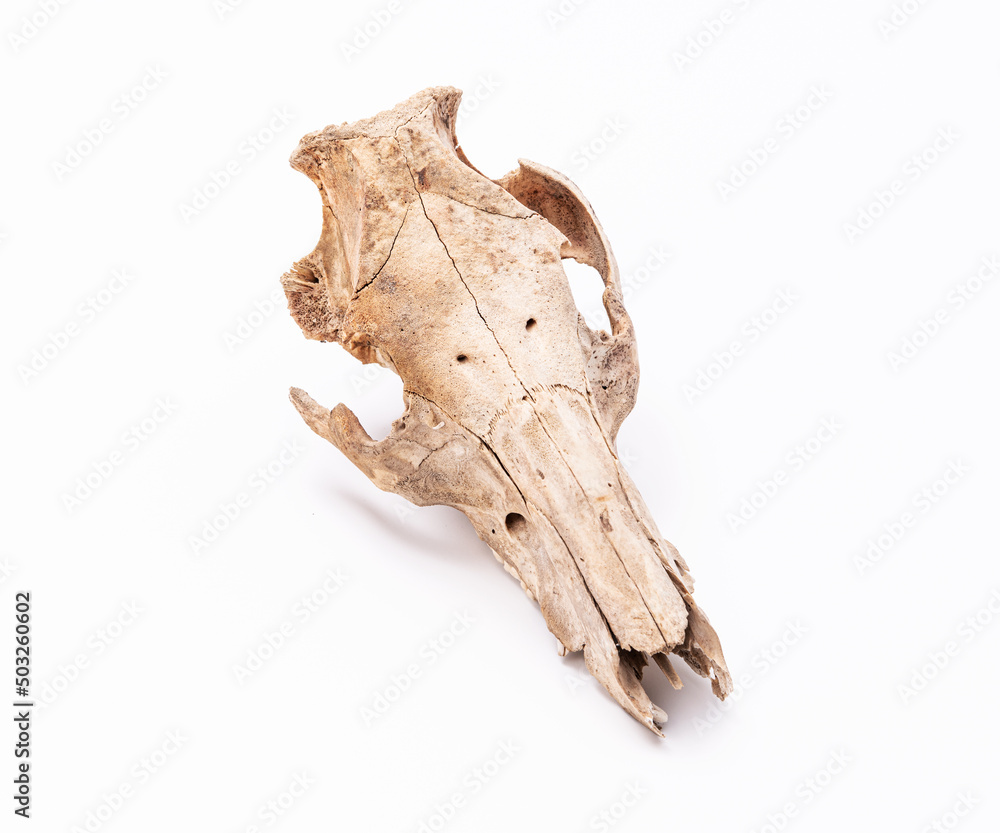 Naklejka premium Animal skull