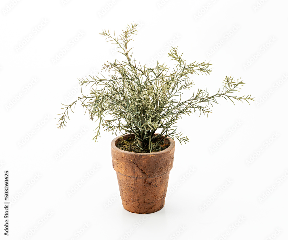 Plant in clay pot
