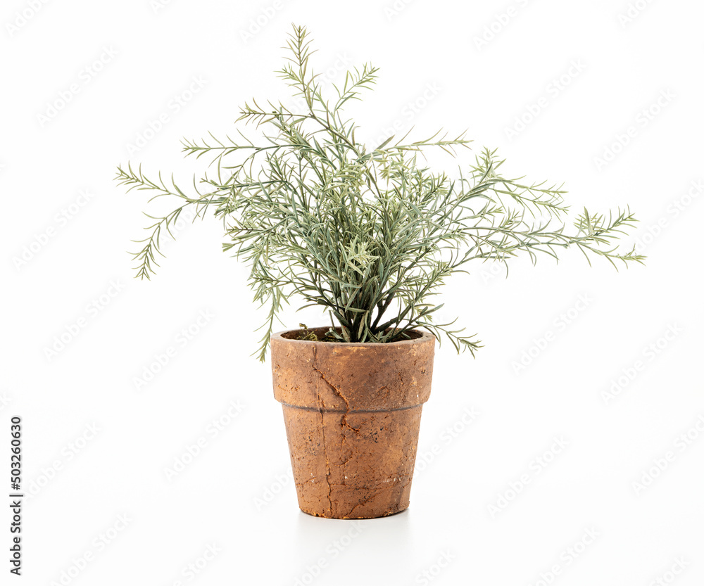 Plant in clay pot