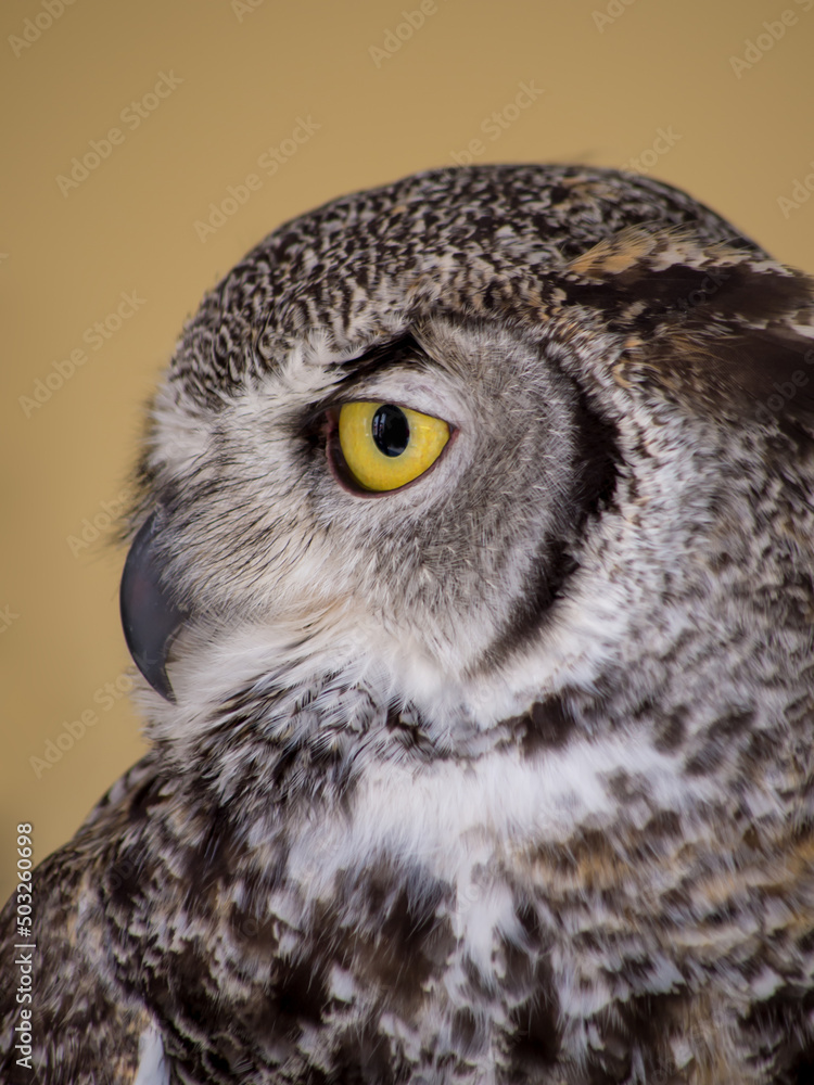 Obraz premium great horned owl