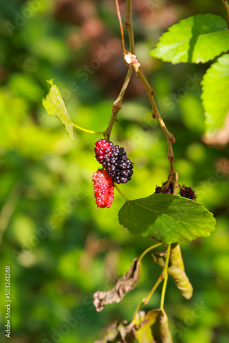 red fresh mulberries with green leaves background growing in the sunny garden