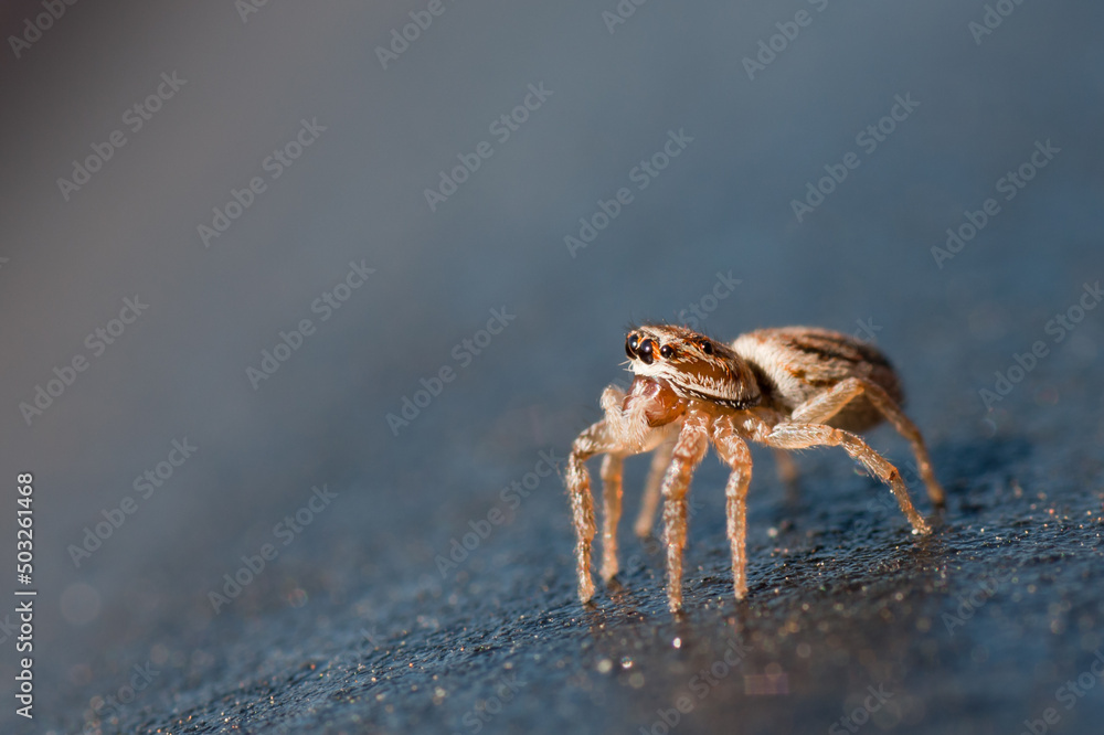 Jumping Spider Jumping Spider