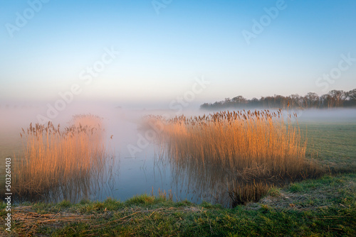 Dutch polder landscape at dawn. There is still some frost on the grass. The yellowed reed plumes along the water are illuminated by the just rising sun. Spring has just started but it's still cold.