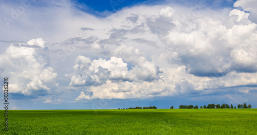 Agriculture Green Field Young Wheat Landscape Farm Nature Blue Sky White Clouds Farmland Meadow Plants Crop