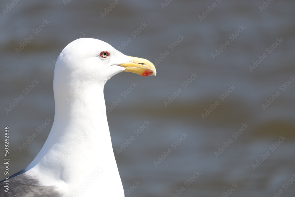 seagull in the water