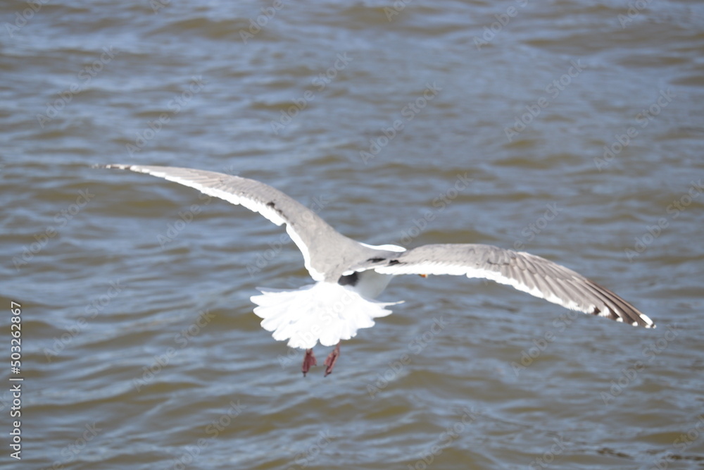 seagull in flight seagull in flight