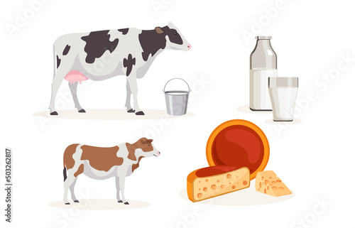 Vector illustration of home cow, calf, milk and cheese on white background. Farm with natural products in cartoon style.
