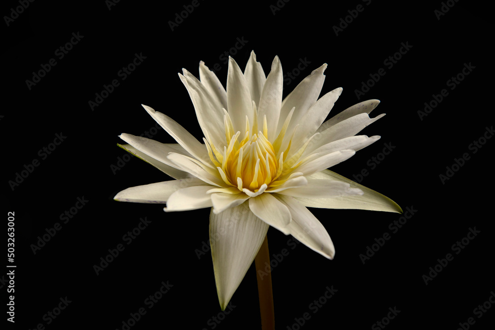 Yellow lotus flower or water lily Isolated on black background Yellow lotus flower or water lily Isolated on black background