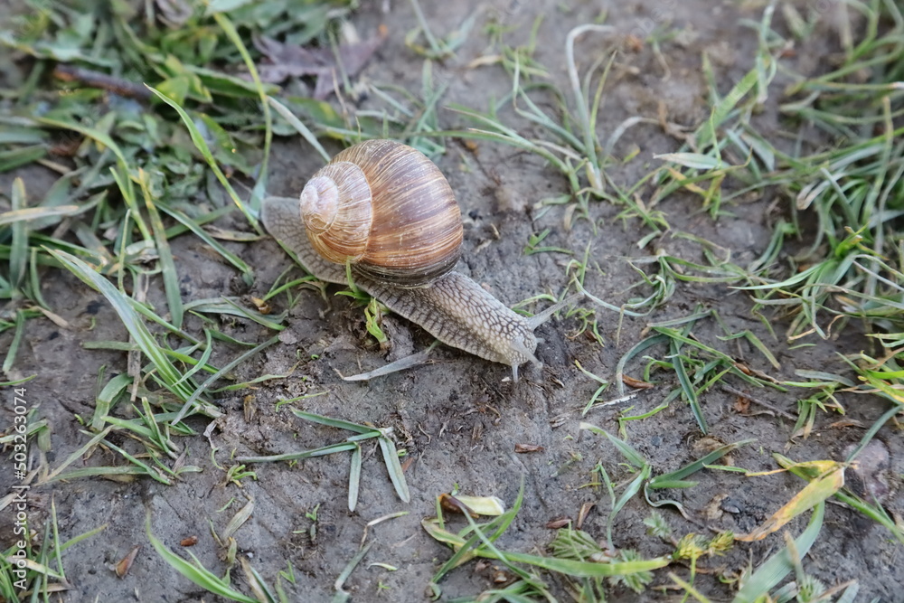 snail on a leaf snail on a leaf