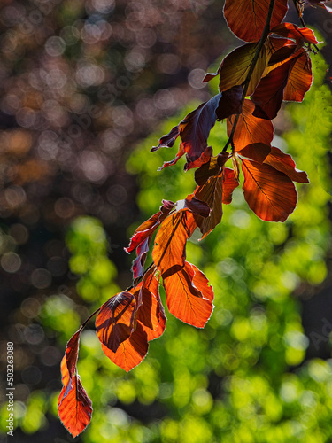 Copper Beach tree leaves backlit