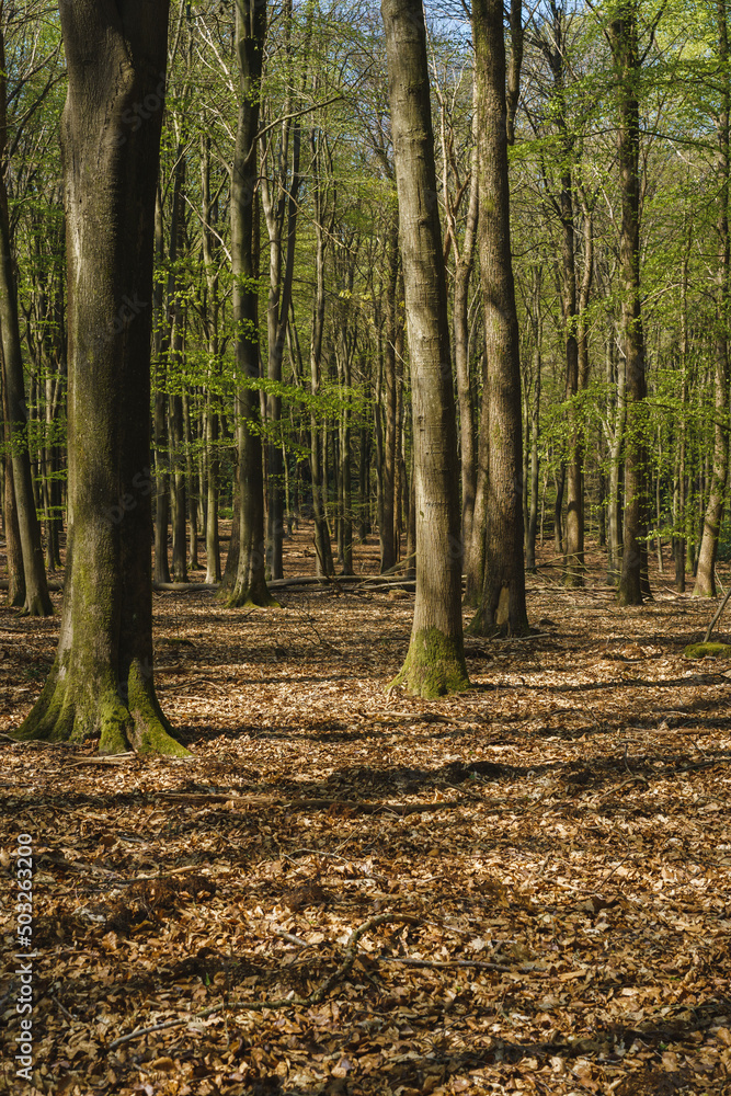 Landscapes of the forest in the National Park of Nehterlands Landscapes of the forest in the National Park of Nehterlands