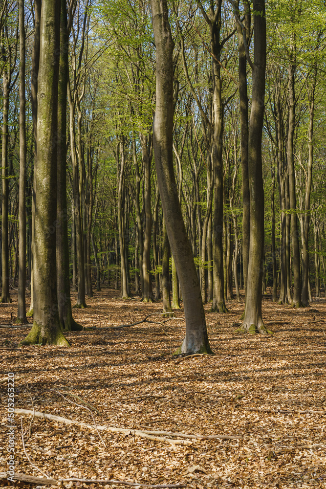 Landscapes of the forest in the National Park of Nehterlands Landscapes of the forest in the National Park of Nehterlands