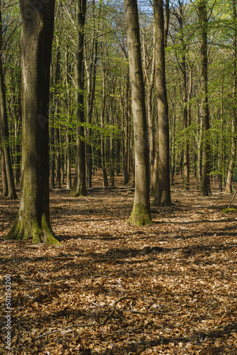 Landscapes of the forest in the National Park of Nehterlands