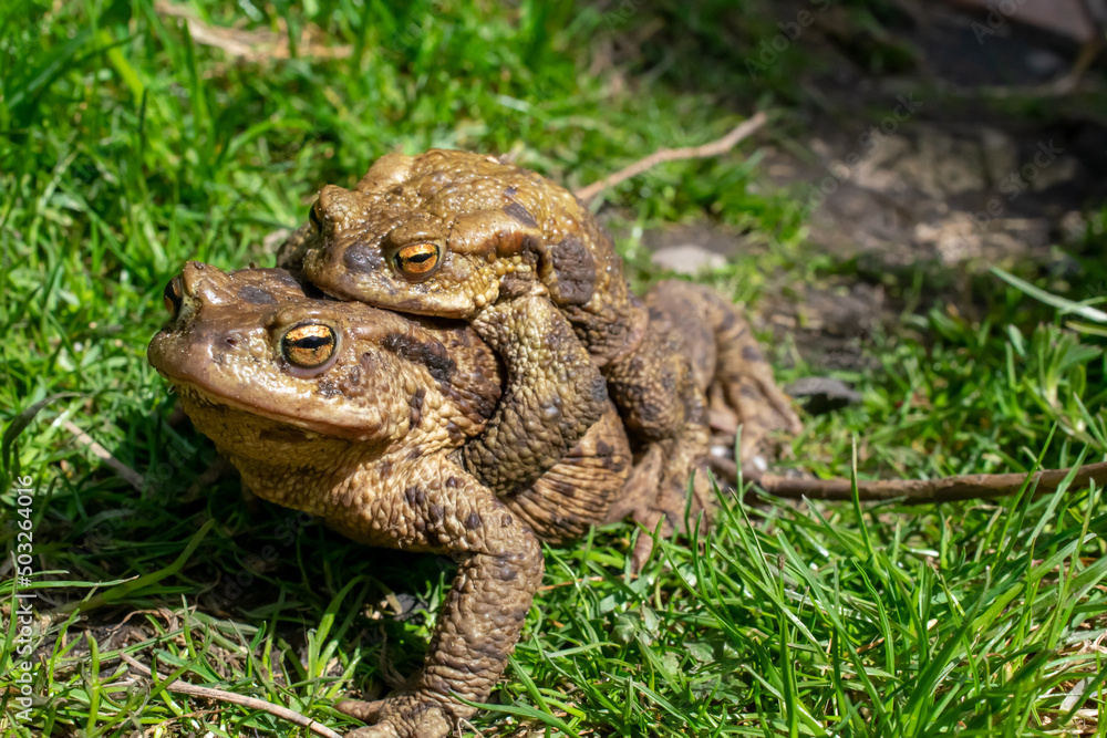 mating toads in spring, a pair of male and female toads on the grass mating toads in spring, a pair of male and female toads on the grass