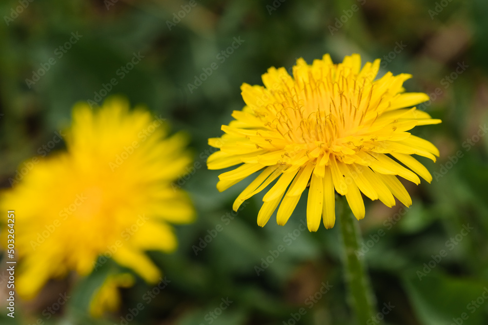 Yellow dandelion close up photographed in early spring. Yellow dandelion close up photographed in early spring.