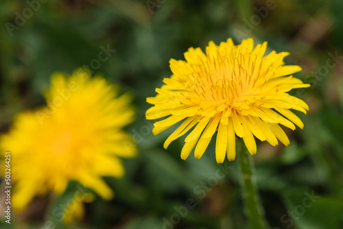 Yellow dandelion close up photographed in early spring.