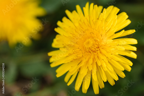 Yellow dandelion close up photographed in early spring.