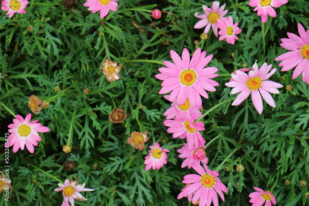 Lots of pink flowers on the grass Lots of pink flowers on the grass