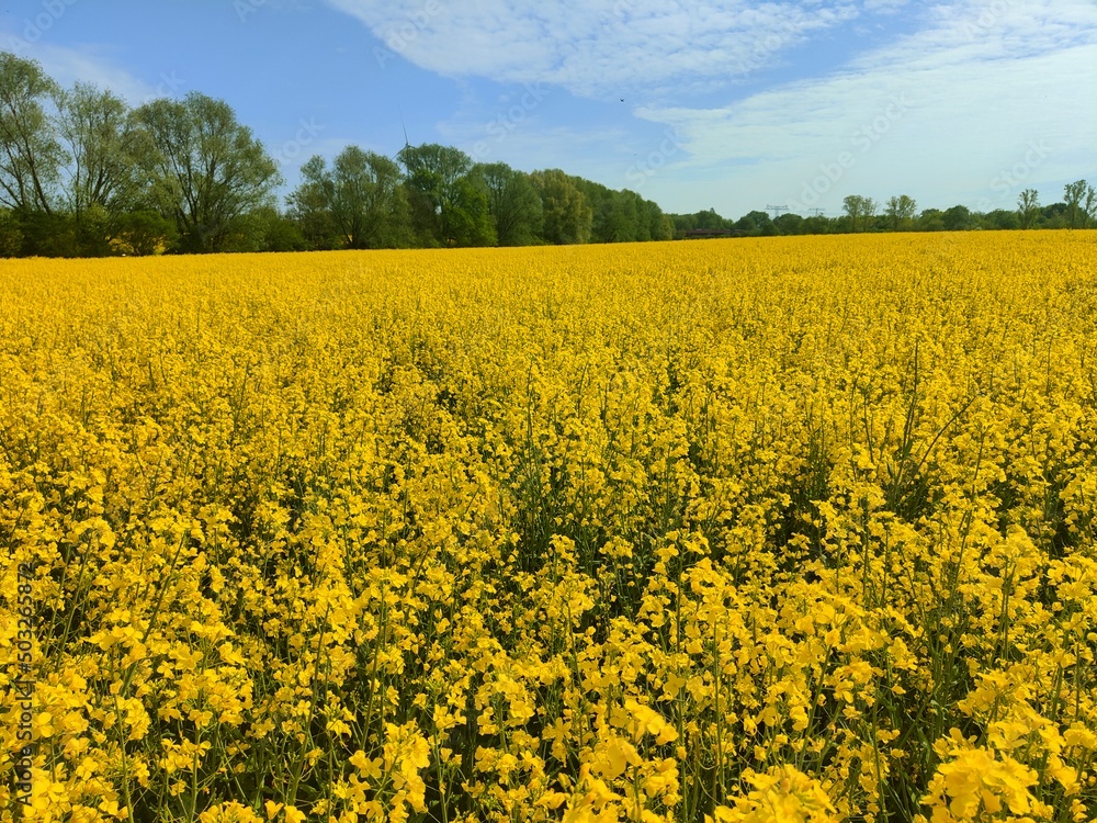 Obraz premium Rapsfeld