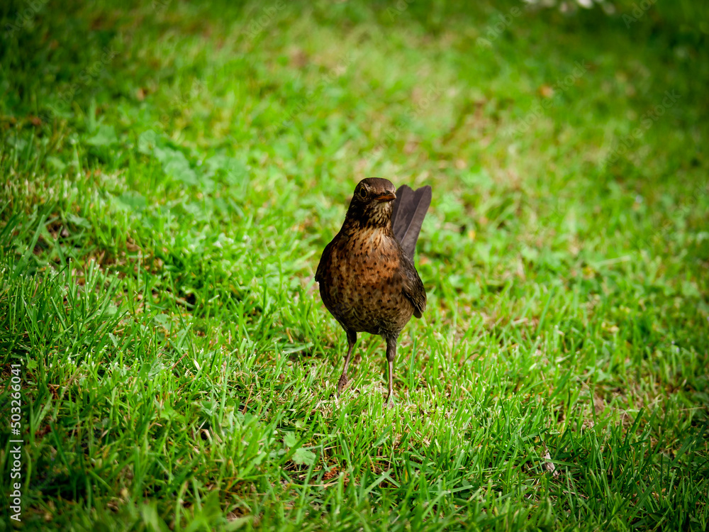 Fototapeta premium Bird stands proudly in a meadow