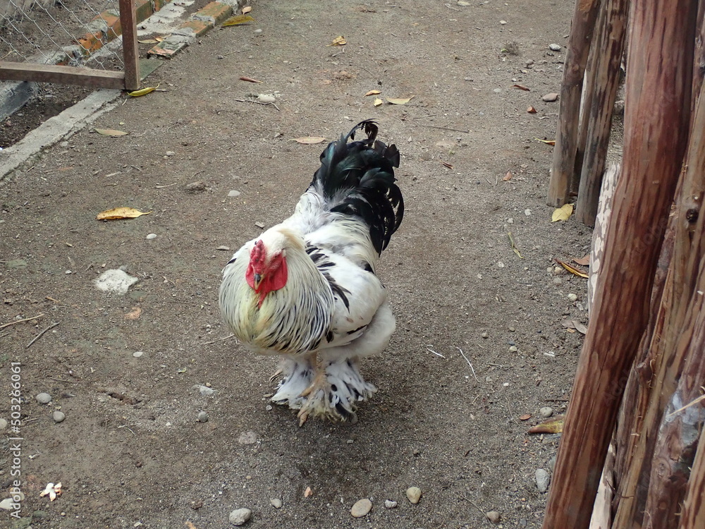 Cute.. Brahma chicken in the chicken coop. The Brahma is an American