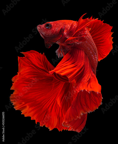 Beautiful movement of red betta fish, Siamese fighting fish, Cupang,  Halfmoon betta (Rosetail), Rhythmic of betta splendens isolated on black background.