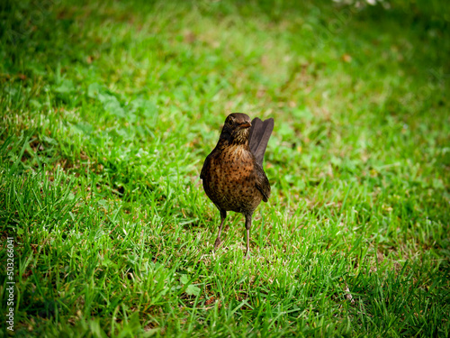 Bird stands proudly in a meadow