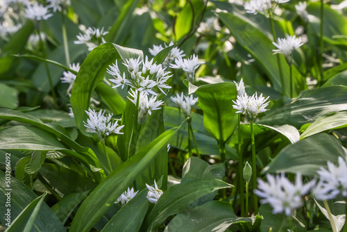 Thickets of wild garlic in the spring forest, natural outdoor background photo