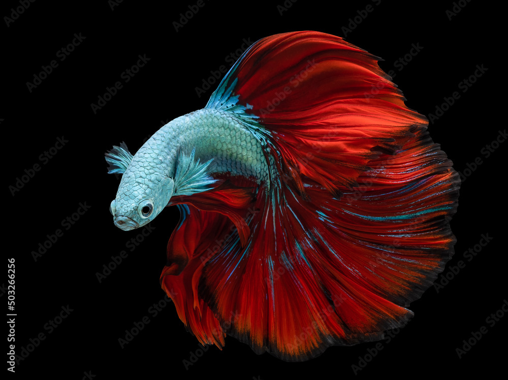 Beautiful movement of blue red Betta fish, Siamese fighting fish, Betta splendens isolated on black background. Beautiful movement of blue red Betta fish, Siamese fighting fish, Betta splendens isolated on black background.