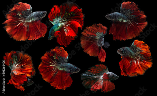 Set of beautiful eight betta fish, Collection movement of red green Betta, Siamese fighting fish, Halfmoon betta (Rosetail), Rhythmic of betta splendens isolated on black background.