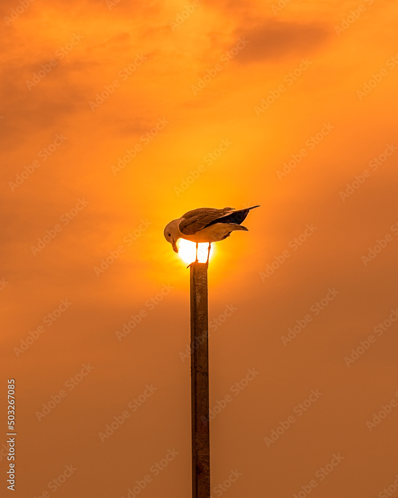 sunset sunset