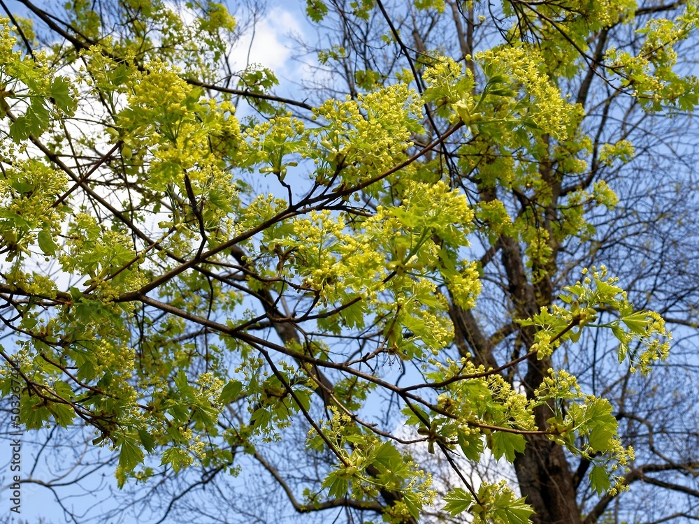Maple tree - Acer platanoides tree in blossom at spring Maple tree - Acer platanoides tree in blossom at spring