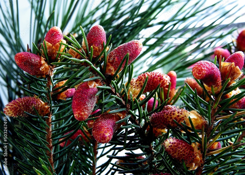 spruce tree wwith red flowers at spring close up spruce tree wwith red flowers at spring close up